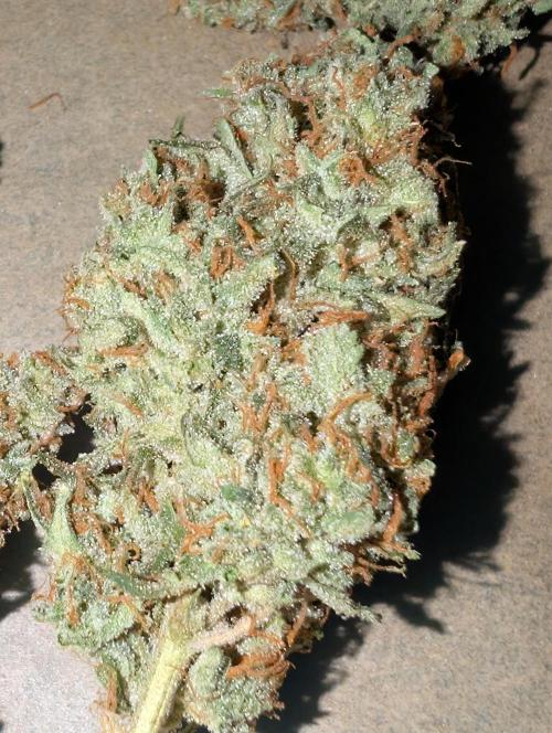 OG Kush by Humboldt. Week 9