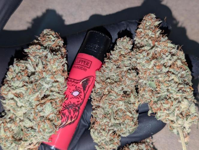 OG Kush by Humboldt. Week 9