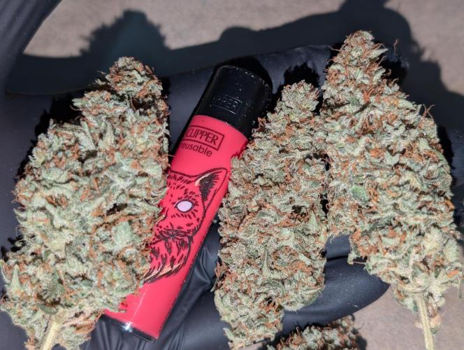 OG Kush by Humboldt. Week 9