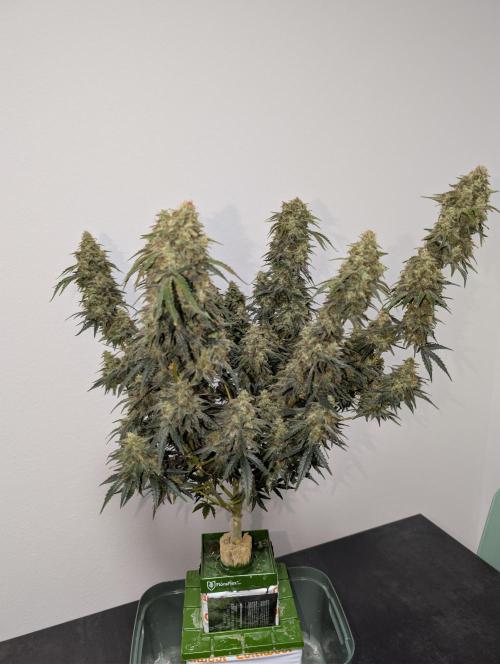 OG Kush by Humboldt. Week 9