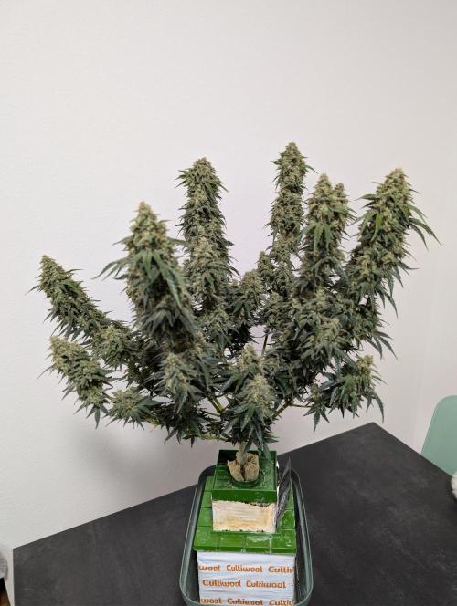 OG Kush by Humboldt. Week 9