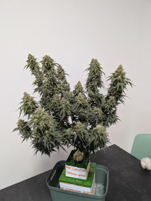 OG Kush by Humboldt. Week 9