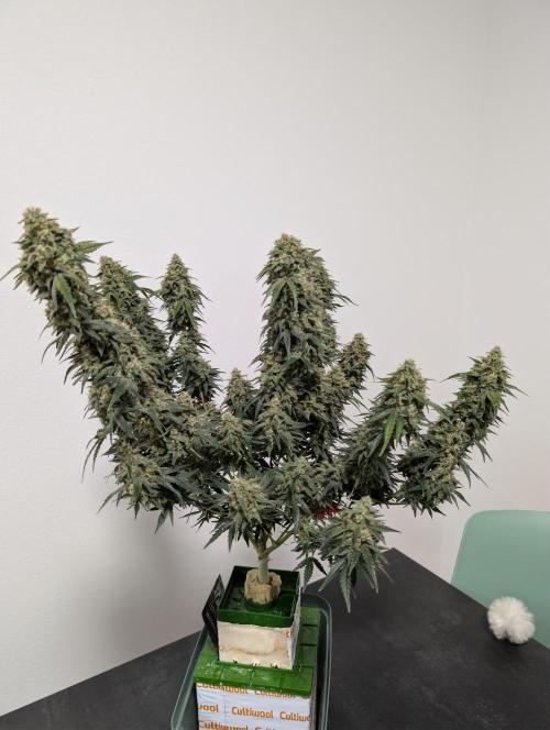 OG Kush by Humboldt. Week 9
