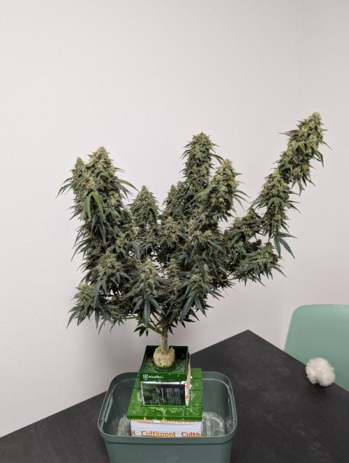 OG Kush by Humboldt. Week 9