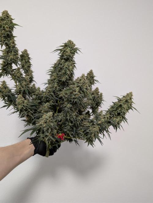 OG Kush by Humboldt. Week 9