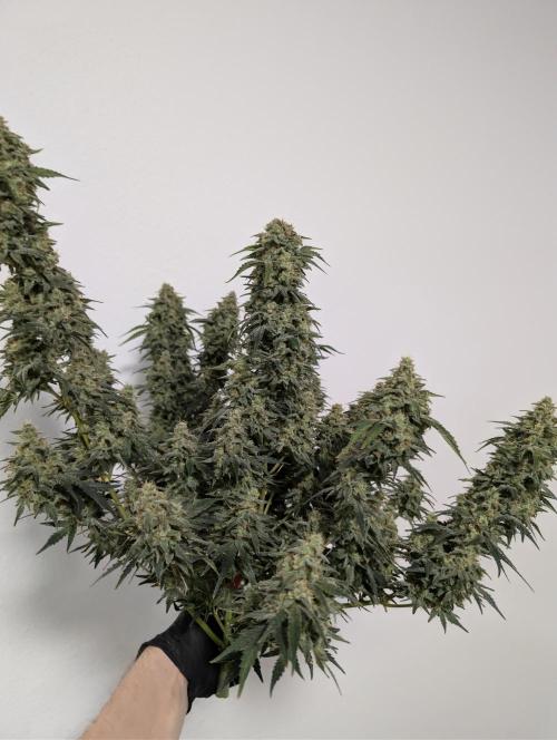 OG Kush by Humboldt. Week 9