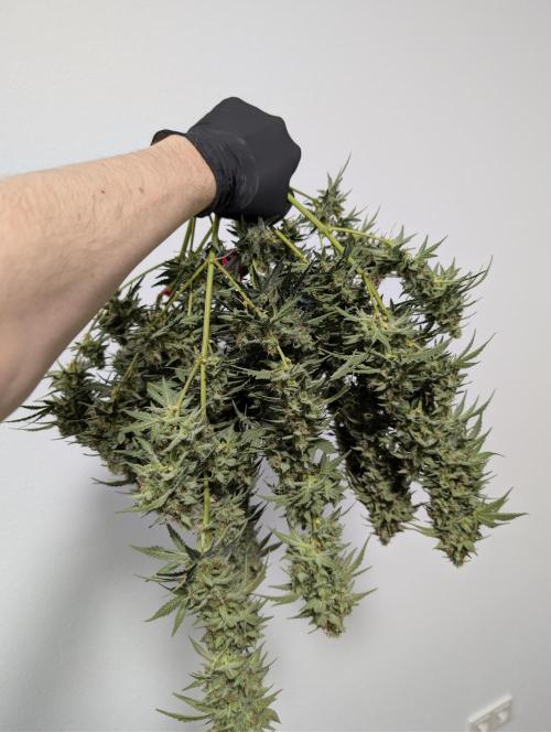 OG Kush by Humboldt. Week 9