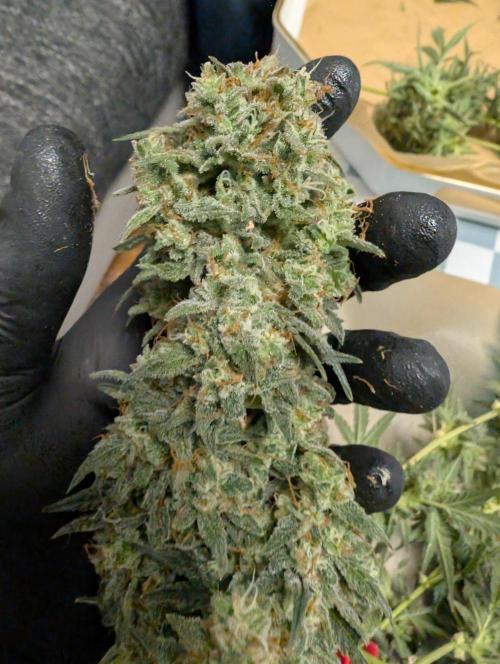 OG Kush by Humboldt. Week 9