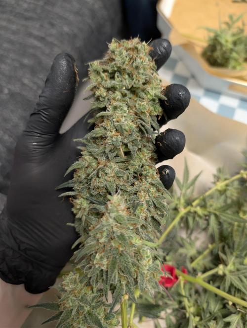 OG Kush by Humboldt. Week 9