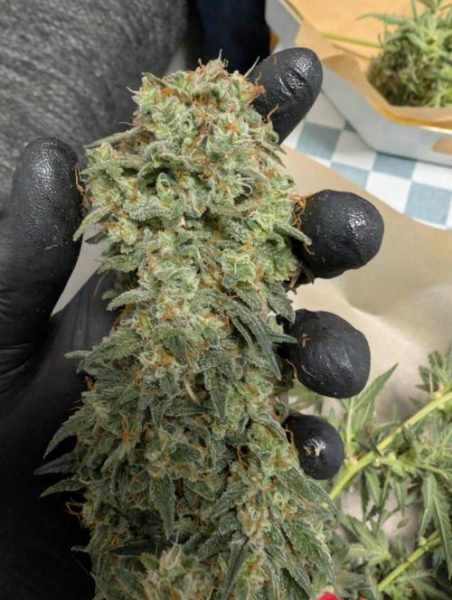 OG Kush by Humboldt. Week 9