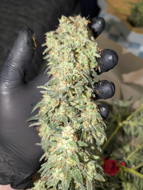 OG Kush by Humboldt. Week 9