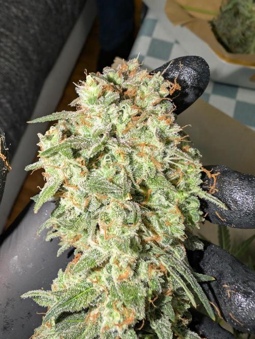 OG Kush by Humboldt. Week 9