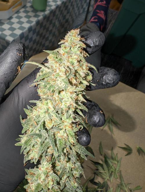 OG Kush by Humboldt. Week 9