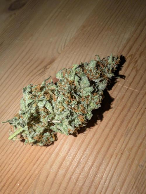 OG Kush by Humboldt. Week 9