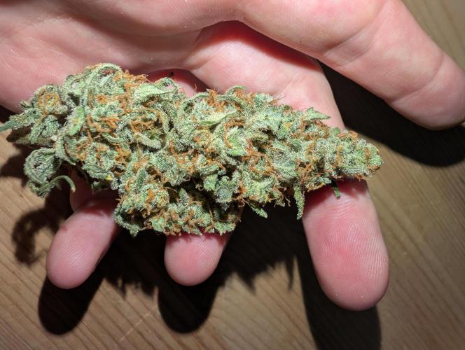 OG Kush by Humboldt. Week 9