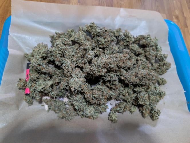 OG Kush by Humboldt. Week 9