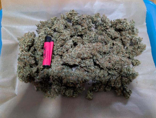 OG Kush by Humboldt. Week 9