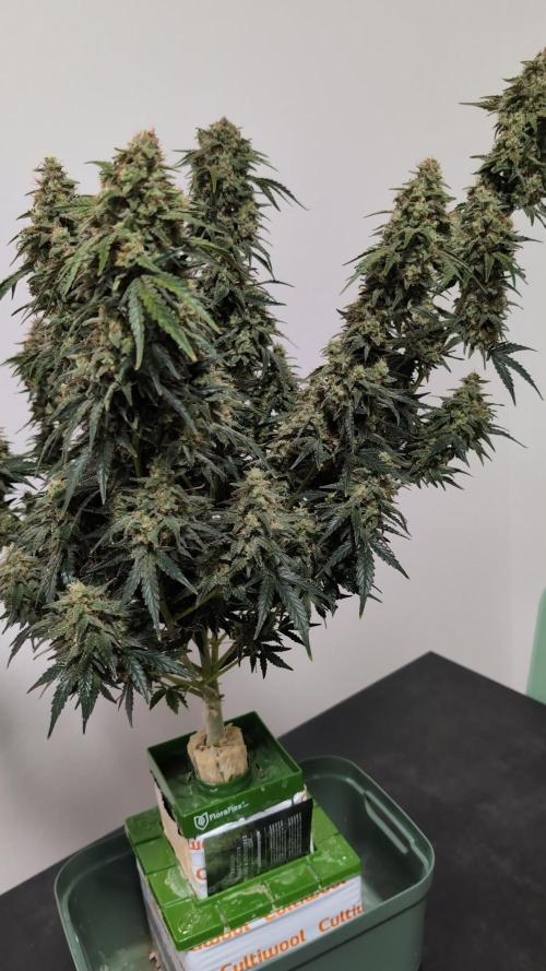 OG Kush by Humboldt