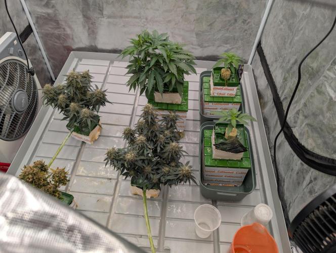 All Gas OG Auto by Humboldt. Week 1