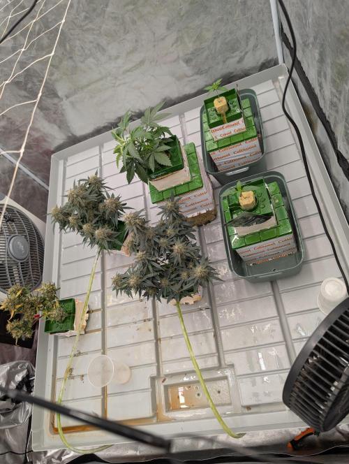 All Gas OG Auto by Humboldt. Week 1