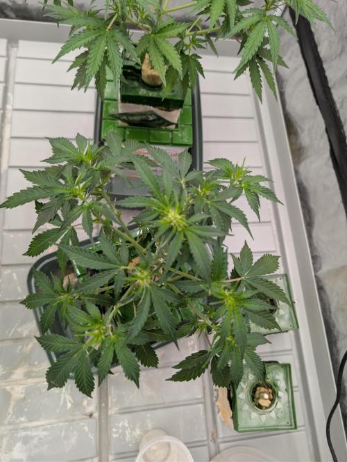 All Gas OG Auto by Humboldt. Week 1