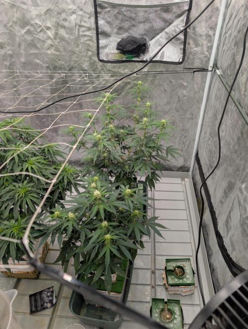 All Gas OG Auto by Humboldt. Week 4