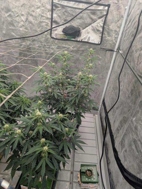 All Gas OG Auto by Humboldt. Week 4