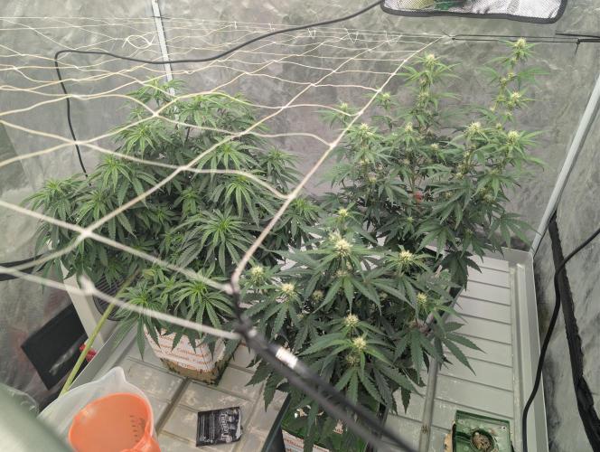 All Gas OG Auto by Humboldt. Week 4