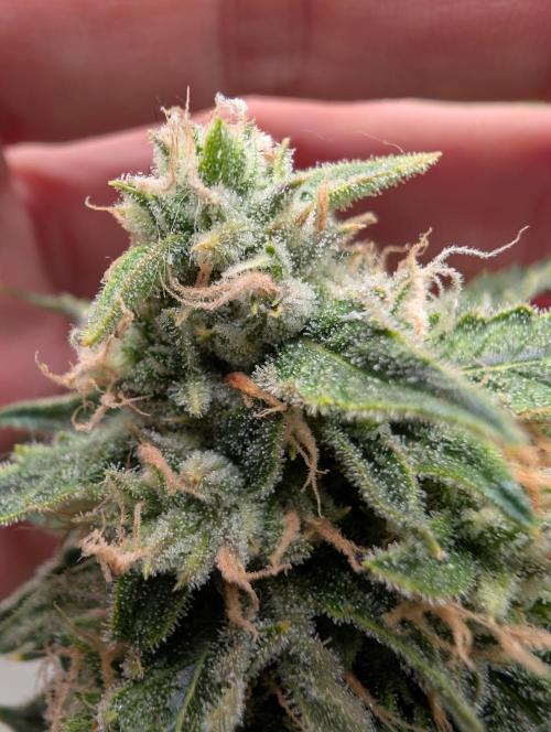 All Gas OG Auto by Humboldt. Week 7