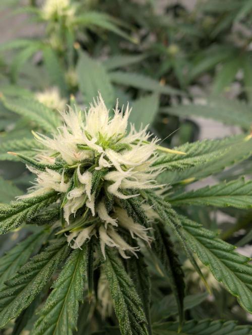 All Gas OG Auto by Humboldt. Week 7