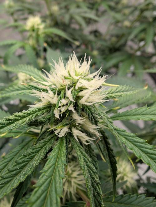 All Gas OG Auto by Humboldt. Week 7