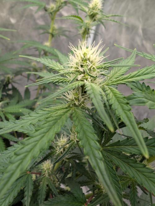 All Gas OG Auto by Humboldt. Week 7