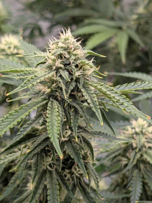 All Gas OG Auto by Humboldt. Week 7