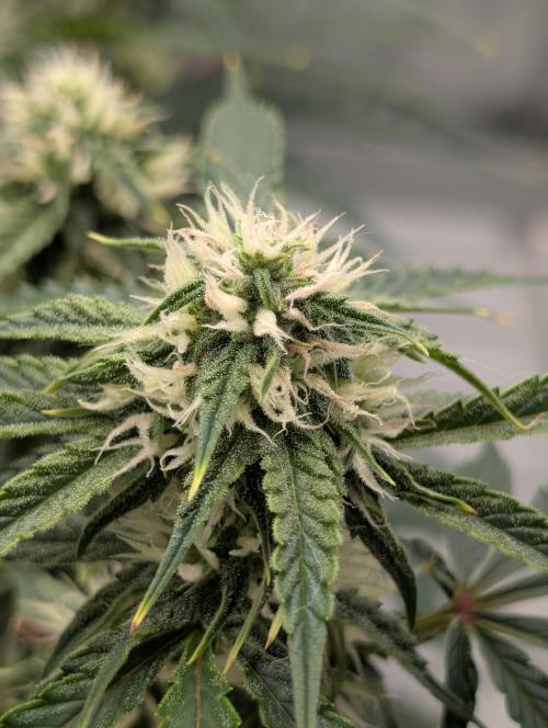 All Gas OG Auto by Humboldt. Week 7