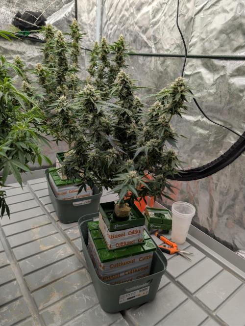 All Gas OG Auto by Humboldt. Week 7