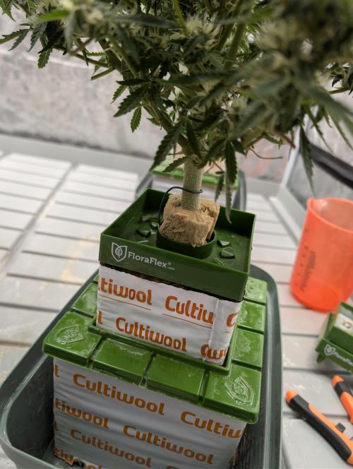 All Gas OG Auto by Humboldt. Week 7