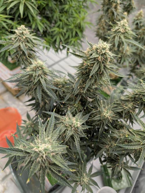 All Gas OG Auto by Humboldt. Week 7