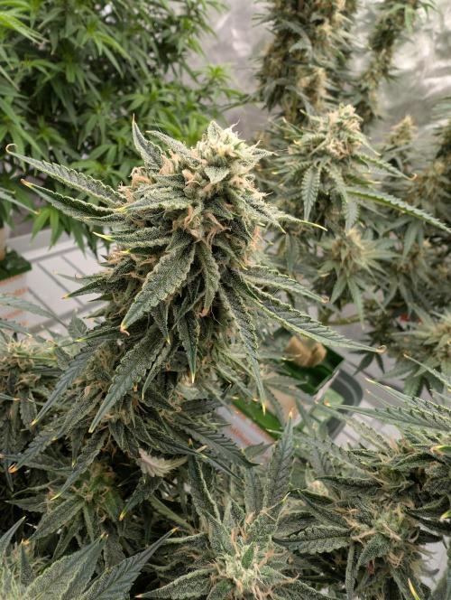 All Gas OG Auto by Humboldt. Week 7