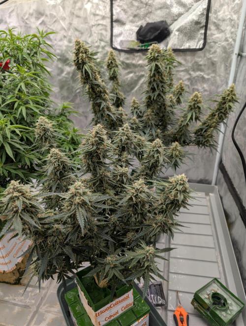 All Gas OG Auto by Humboldt. Week 7