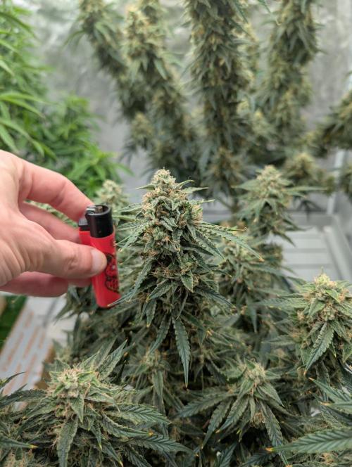 All Gas OG Auto by Humboldt. Week 7