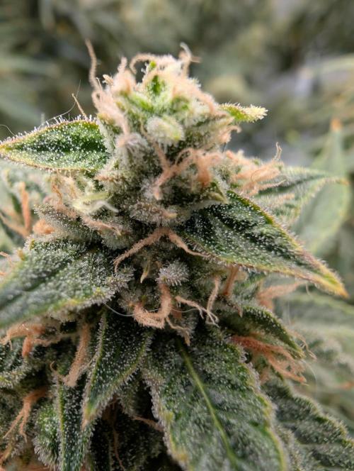 All Gas OG Auto by Humboldt. Week 7