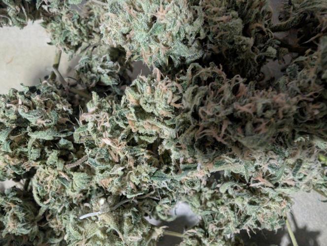 All Gas OG Auto by Humboldt. Week 8