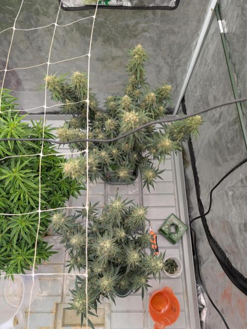 All Gas OG Auto by Humboldt. Week 8