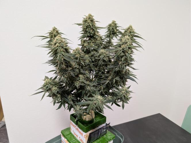 All Gas OG Auto by Humboldt. Week 8