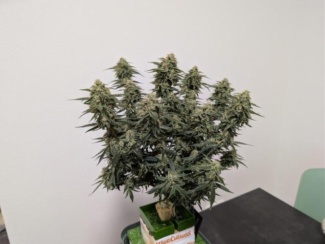 All Gas OG Auto by Humboldt. Week 8