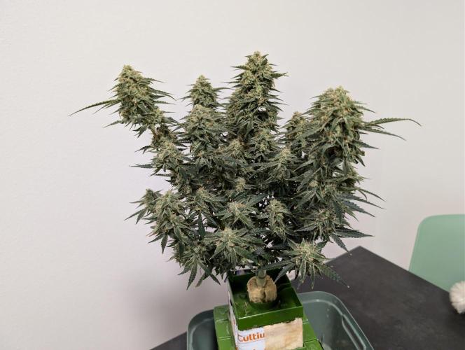 All Gas OG Auto by Humboldt. Week 8