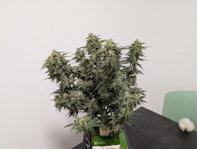 All Gas OG Auto by Humboldt. Week 8