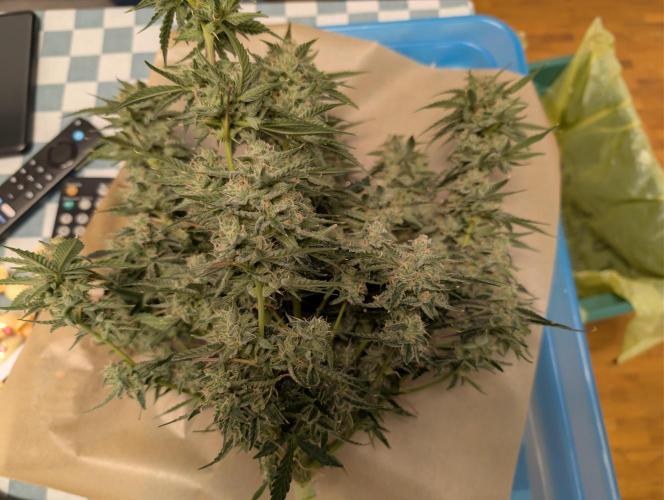 All Gas OG Auto by Humboldt. Week 8