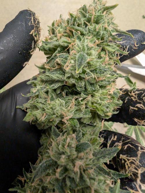 All Gas OG Auto by Humboldt. Week 8