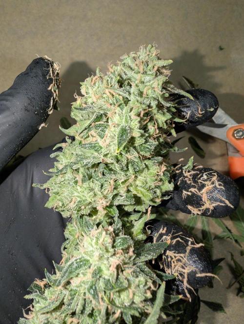 All Gas OG Auto by Humboldt. Week 8